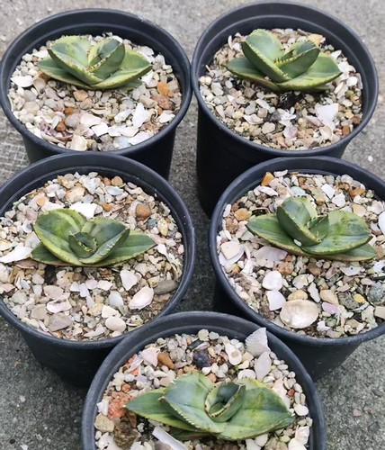Pianta rara cm succulenta - rara,