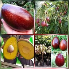 Pianta da casa albero da