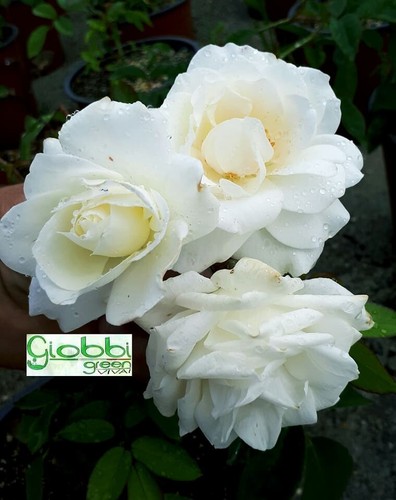 Rosa tappezzante antico roseto - rosa,