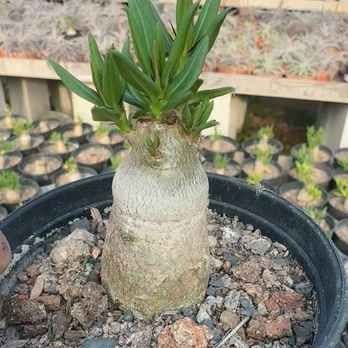 Pianta cactus succulenta 2 - succulenta,