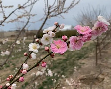 Prunus mume Bicolor vaso 9