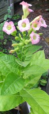 Semi tabacco latakia - tabacco,