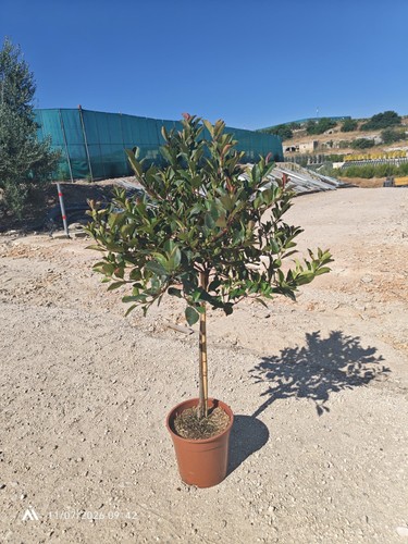 Photinia fraseri little - photinia, red