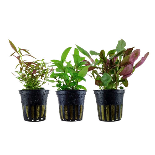 Piante set con mittelgrund - con, 3