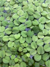 SALVINIA NATANS, FACILE