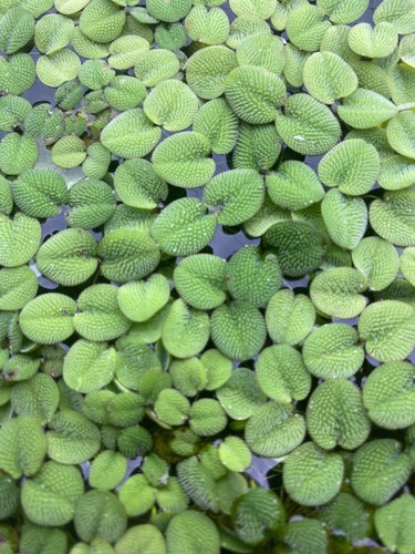 Salvinia natans facile - salvinia,