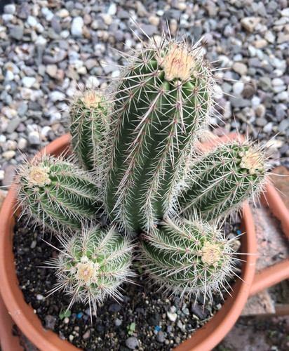 Echinocereus polyacanthus big