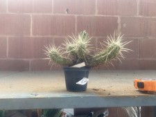 Echinocereus maritimus - echinocereus,