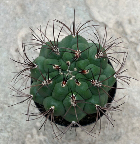 Gymnocalycium saglionis - gymnocalycium,