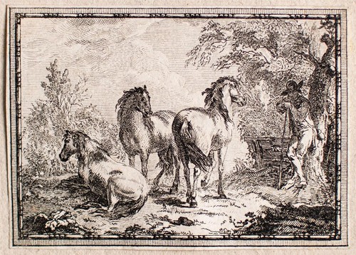 Maglietta cavallo cavallo