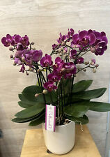 orchidee phalaenopsis varietà “Bellissimo" con Vaso In Ceramica