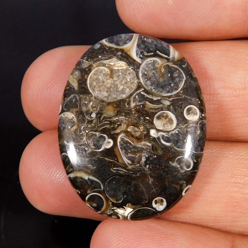 Cabochon ovale fossile - , di