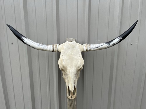 Longhorn teschio sterzo 3 - sterzo,