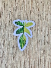 Adesivo Philodendron Florida