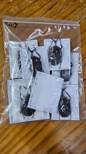 Cetonidi mecynorhina harrisi - cetonidi:,