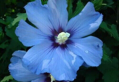 Semi hibiscus syriacus - di,