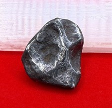 Bellissimo esemplare di