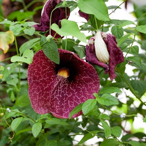 Aristolochia gigantea tuba - aristolochia,