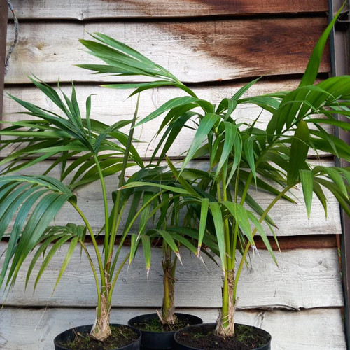 Kentia howea forsteriana - kentia, /