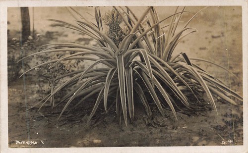 Pinapple plant - pinapple,
