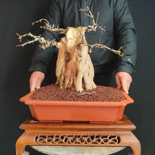 PRE BONSAI ESEMPLARE  DI