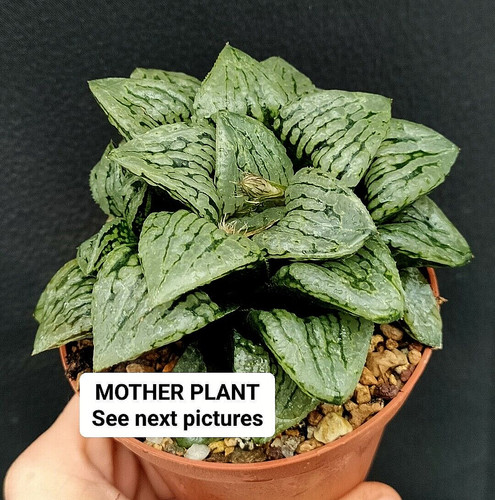 Haworthia queen marylin - haworthia, "queen