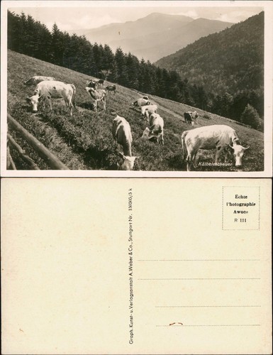Cartolina vitelli sul pendio - sul,