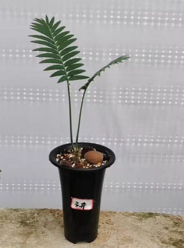 Raro dioon spinulosum caudex - dioon,