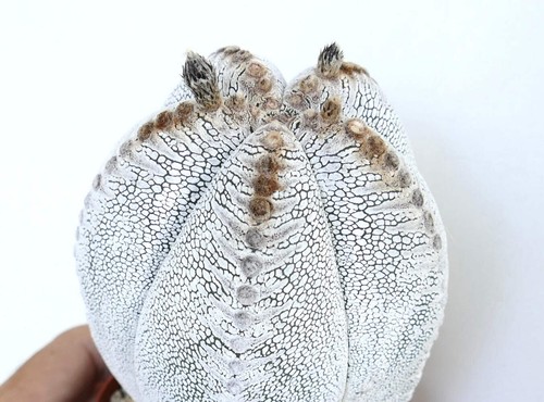 Astrophytum culttivar onzuka - culttivar,