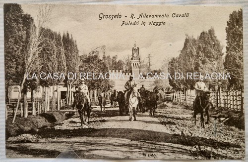 Cartolina grosseto allevamento - cartolina,