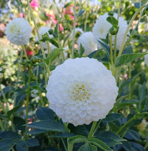 Semi fiori - semi, di