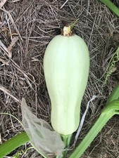 HOMS KOUSA ZUCCHINE - ZUCCA