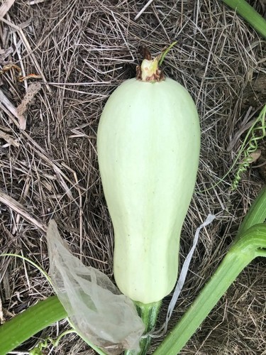 Homs kousa zucchine zucca - kousa,