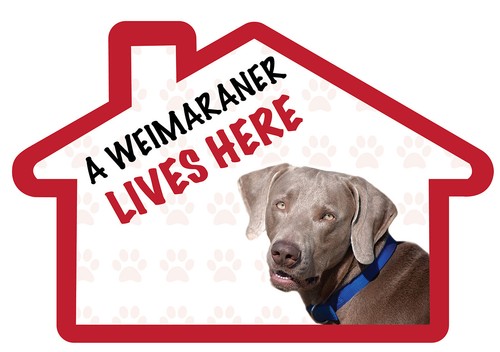 Weimaraner lives here - weimaraner,