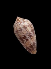 SHELL CONCHIGLIA CONUS TEXTILE f.CHOLMONDELEYI mm.52 beautiful pattern ZANZIBAR