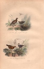 Stampa antica PERNICE GRIGIA