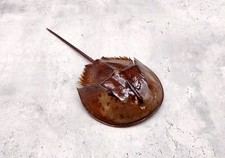 Horseshoe Crab Brown (1 crab
