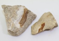 Osso, Nothosaurus sp., Trias, calce conchiglia, Freyburg a.U., Germania -m166