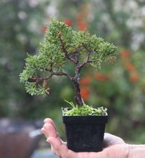 Prebonsai Ginepro