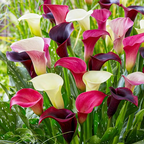 Bulbi calla resistenti - calla,,