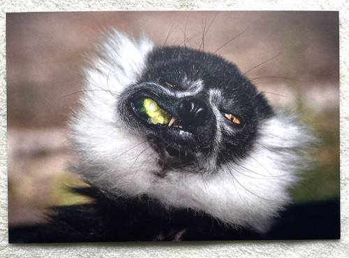 Cartolina postale vari lemur - cartolina,