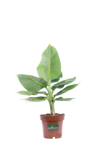 Pianta banano nano musa - di,