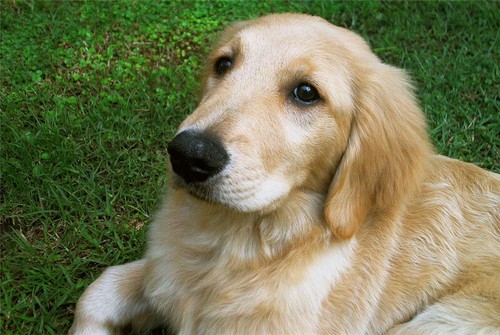 Poster lucido golden retriever - poster,
