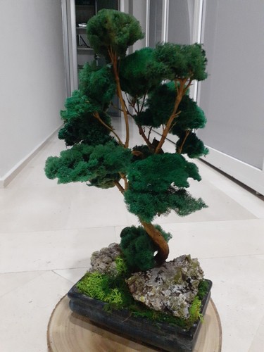 Bonsai stabilizzato - bonsai,