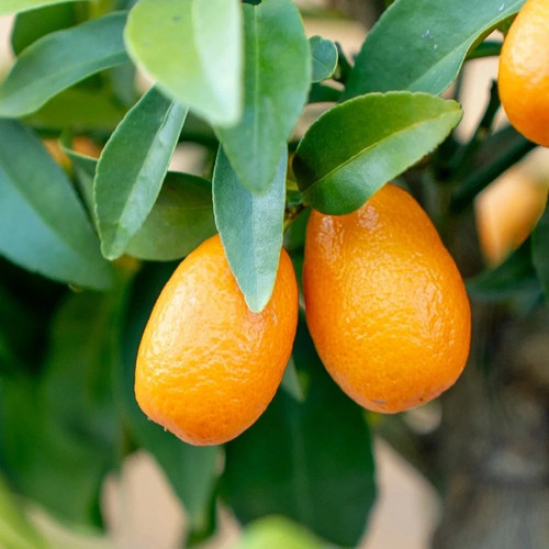 Pianta kumquat innesto - kumquat,