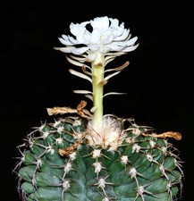 Discocactus magnimammus HU324 SEEDS - 115 - SEMI di Cactus Raro