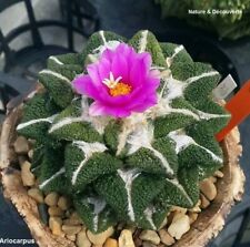 20 semi di cactus Ariocarpus kotschoubeyanus - raramente offerti - semi freschi - Regno Unito