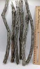 2 x legno di cactus Cholla