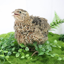 Jumbo Coturnix Uova di Quaglia