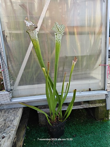 Sarracenia leucophylla - #22,